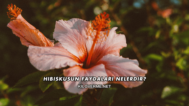 Hibiskusun Faydaları Nelerdir?