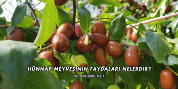 Hünnap Meyvesinin Faydaları Nelerdir?