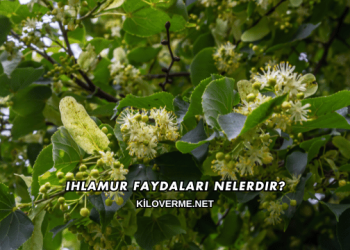 Ihlamur Faydaları Nelerdir?