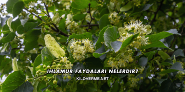 Ihlamur Faydaları Nelerdir?