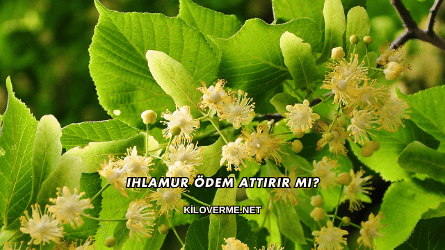 Ihlamur Ödem Attırır mı?