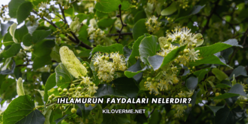 Ihlamurun Faydaları Nelerdir?