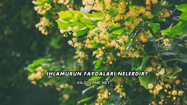 Ihlamurun Faydaları Nelerdir?