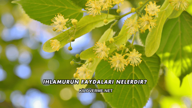 Ihlamurun Faydaları Nelerdir?