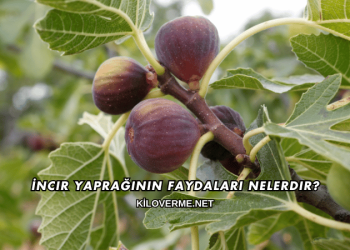 İncir Yaprağının Faydaları Nelerdir?