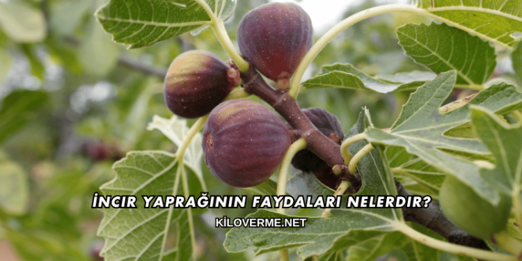 İncir Yaprağının Faydaları Nelerdir?