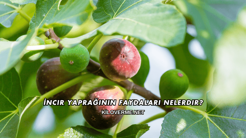 İncir Yaprağının Faydaları Nelerdir?