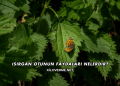 Isırgan Otunun Faydaları Nelerdir?