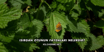 Isırgan Otunun Faydaları Nelerdir?