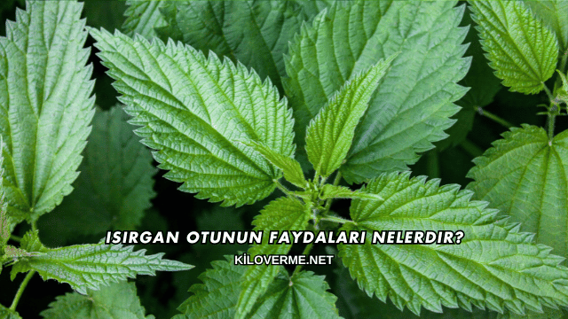 Isırgan Otunun Faydaları Nelerdir?