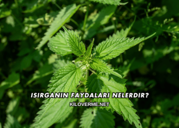 Isırganın Faydaları Nelerdir?