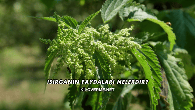 Isırganın Faydaları Nelerdir?