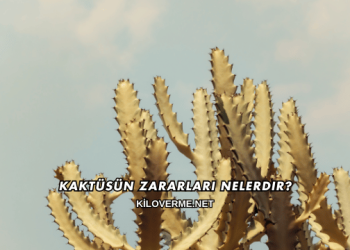 Kaktüsün Zararları Nelerdir?