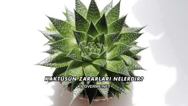 Kaktüsün Zararları Nelerdir?