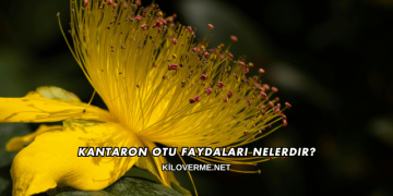 Kantaron Otu Faydaları Nelerdir?
