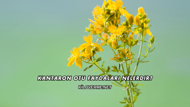 Kantaron Otu Faydaları Nelerdir?