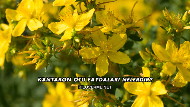Kantaron Otu Faydaları Nelerdir?