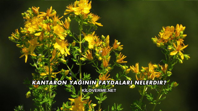 Kantaron Yağının Faydaları Nelerdir?