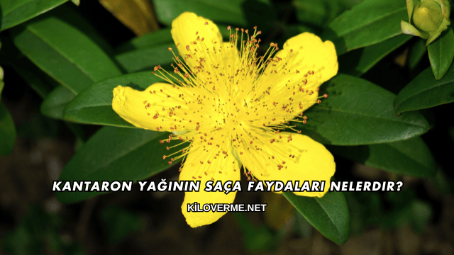 Kantaron Yağının Saça Faydaları Nelerdir?