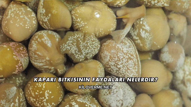 Kapari Bitkisinin Faydaları Nelerdir?