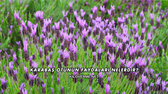 Karabaş Otunun Faydaları Nelerdir?