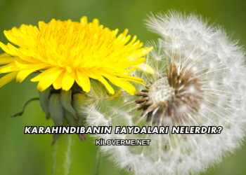 Karahindibanın Faydaları Nelerdir?