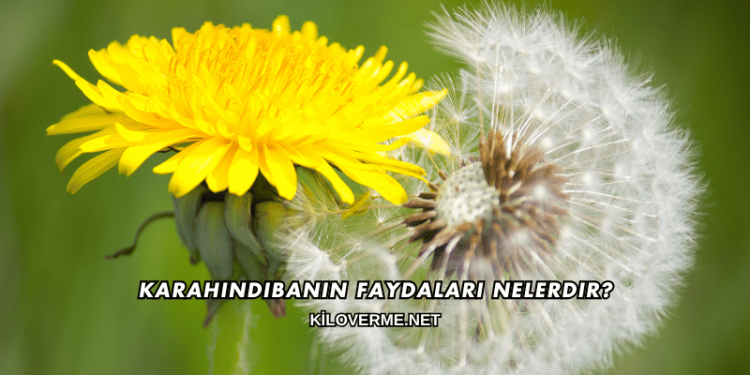 Karahindibanın Faydaları Nelerdir?
