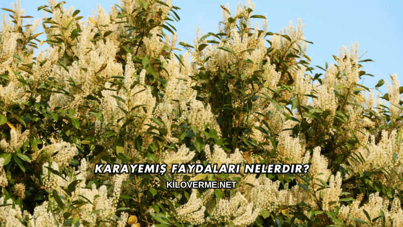 Karayemiş Faydaları Nelerdir?