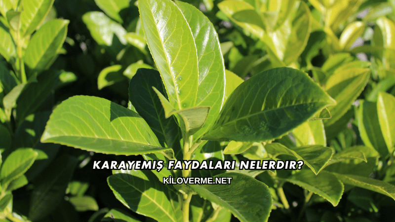 Karayemiş Faydaları Nelerdir?