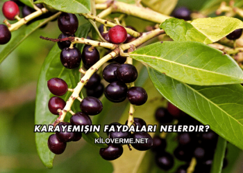 Karayemişin Faydaları Nelerdir?
