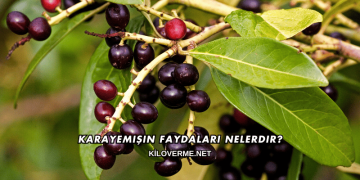 Karayemişin Faydaları Nelerdir?