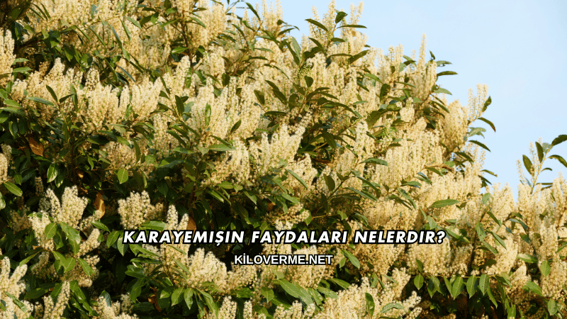 Karayemişin Faydaları Nelerdir?