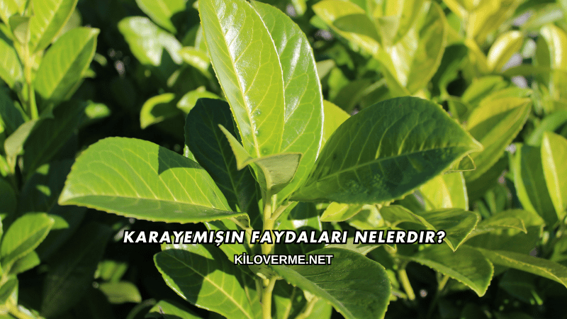 Karayemişin Faydaları Nelerdir?