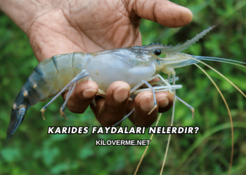 Karides Faydaları Nelerdir?