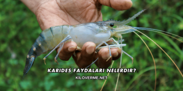 Karides Faydaları Nelerdir?