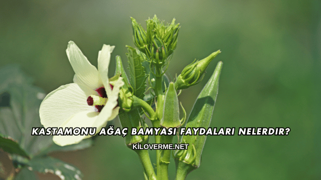 Kastamonu Ağaç Bamyası Faydaları Nelerdir?