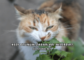 Kedi Otunun Zararları Nelerdir?
