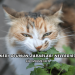 Kedi Otunun Zararları Nelerdir?