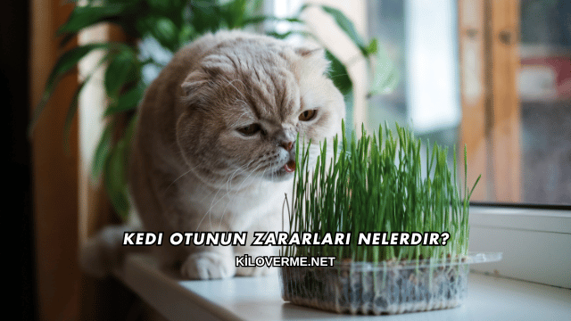 Kedi Otunun Zararları Nelerdir?