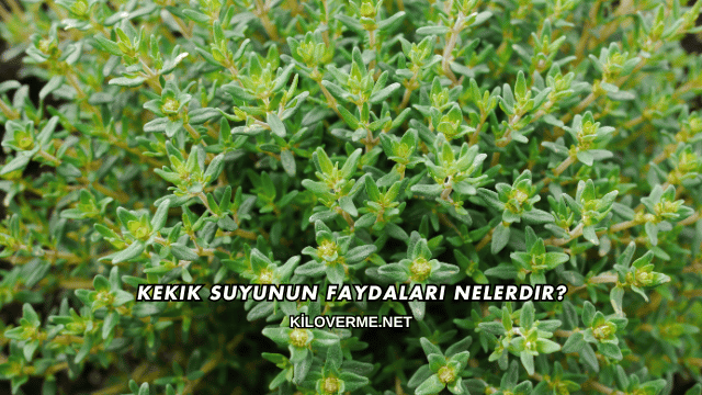 Kekik Suyunun Faydaları Nelerdir?