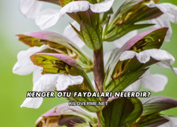 Kenger Otu Faydaları Nelerdir?