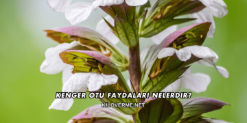 Kenger Otu Faydaları Nelerdir?
