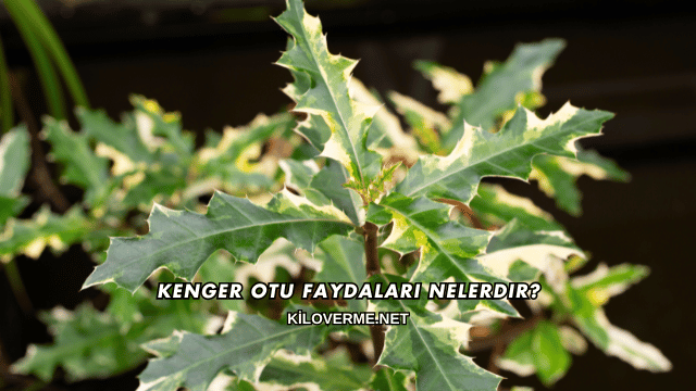 Kenger Otu Faydaları Nelerdir?