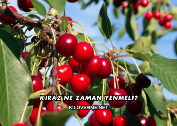 Kiraz Ne Zaman Yenmeli?