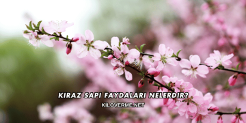 Kiraz Sapı Faydaları Nelerdir?