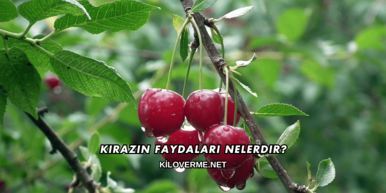 Kirazın Faydaları Nelerdir?