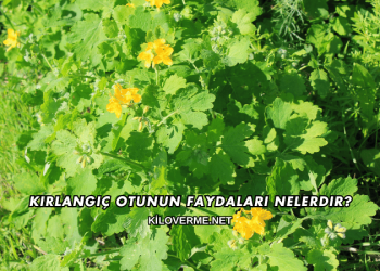 Kırlangıç Otunun Faydaları Nelerdir?