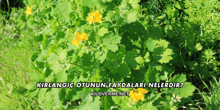 Kırlangıç Otunun Faydaları Nelerdir?