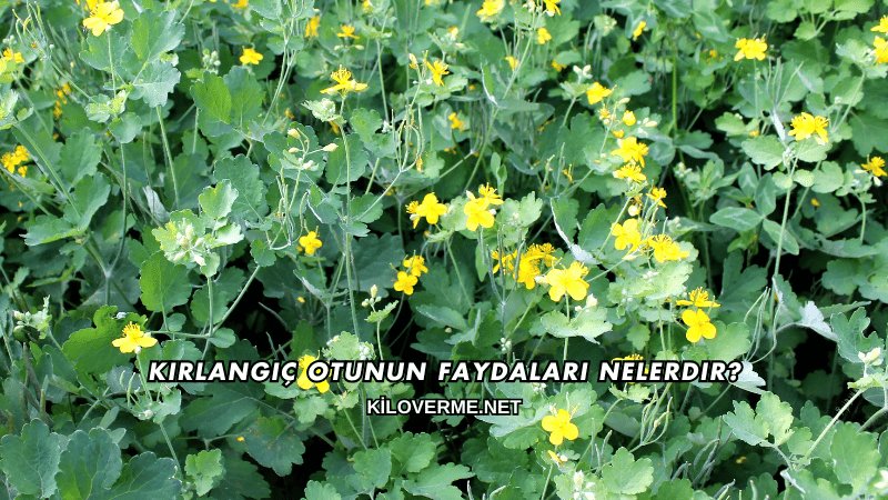 Kırlangıç Otunun Faydaları Nelerdir?