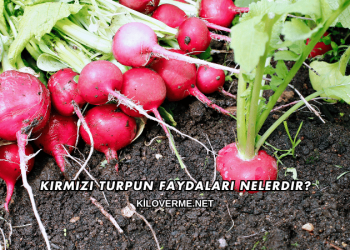 Kırmızı Turpun Faydaları Nelerdir?